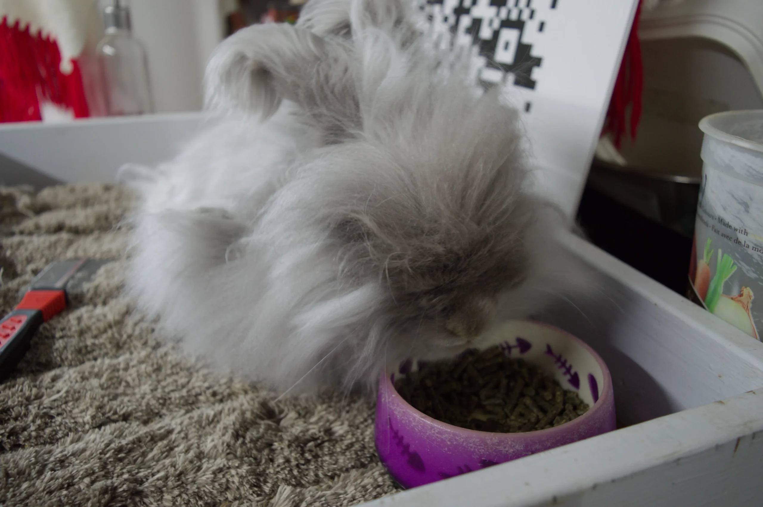 Brushing an Angora rabbit's cloud-soft fur