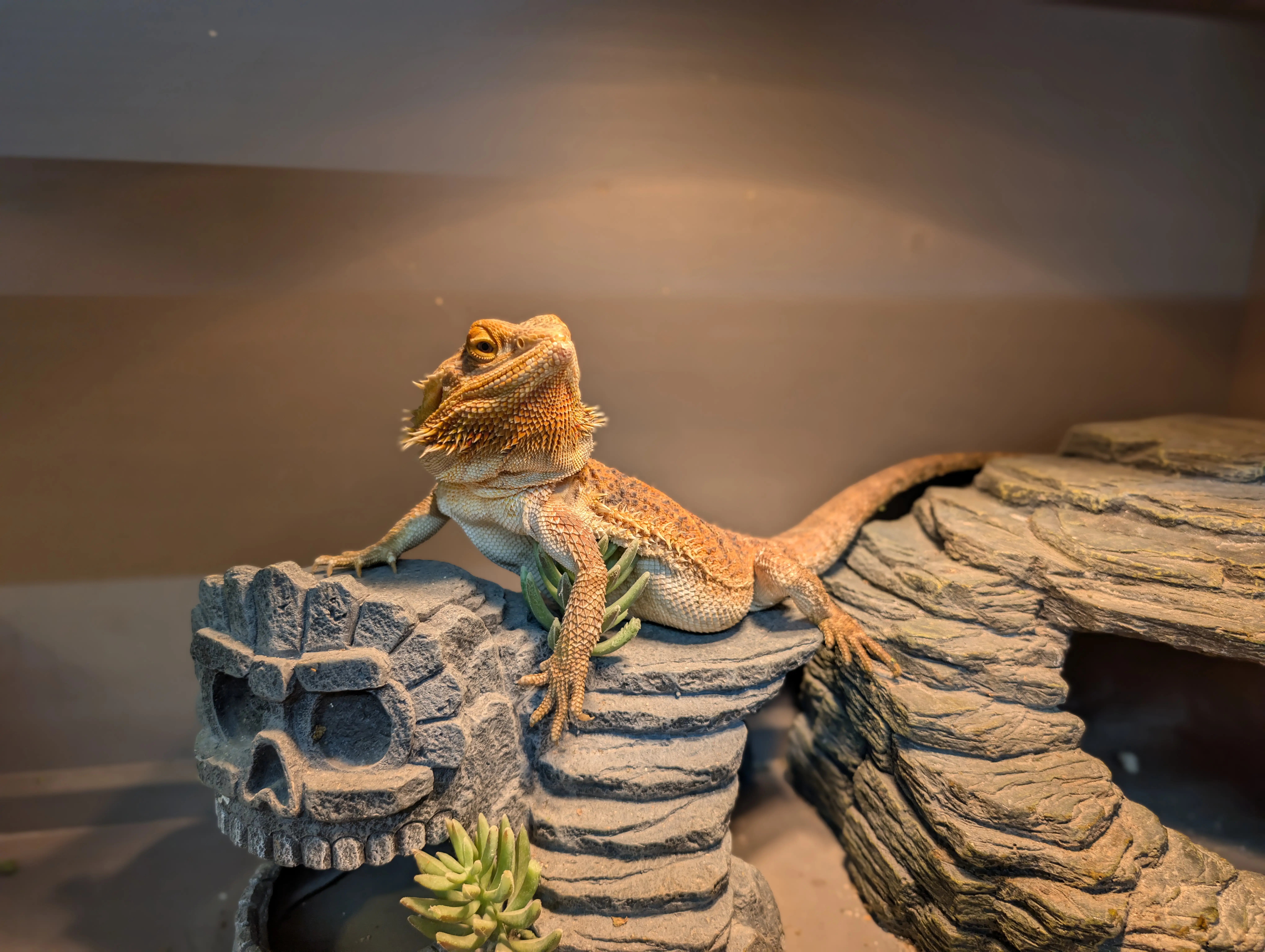 Bearded Dragon