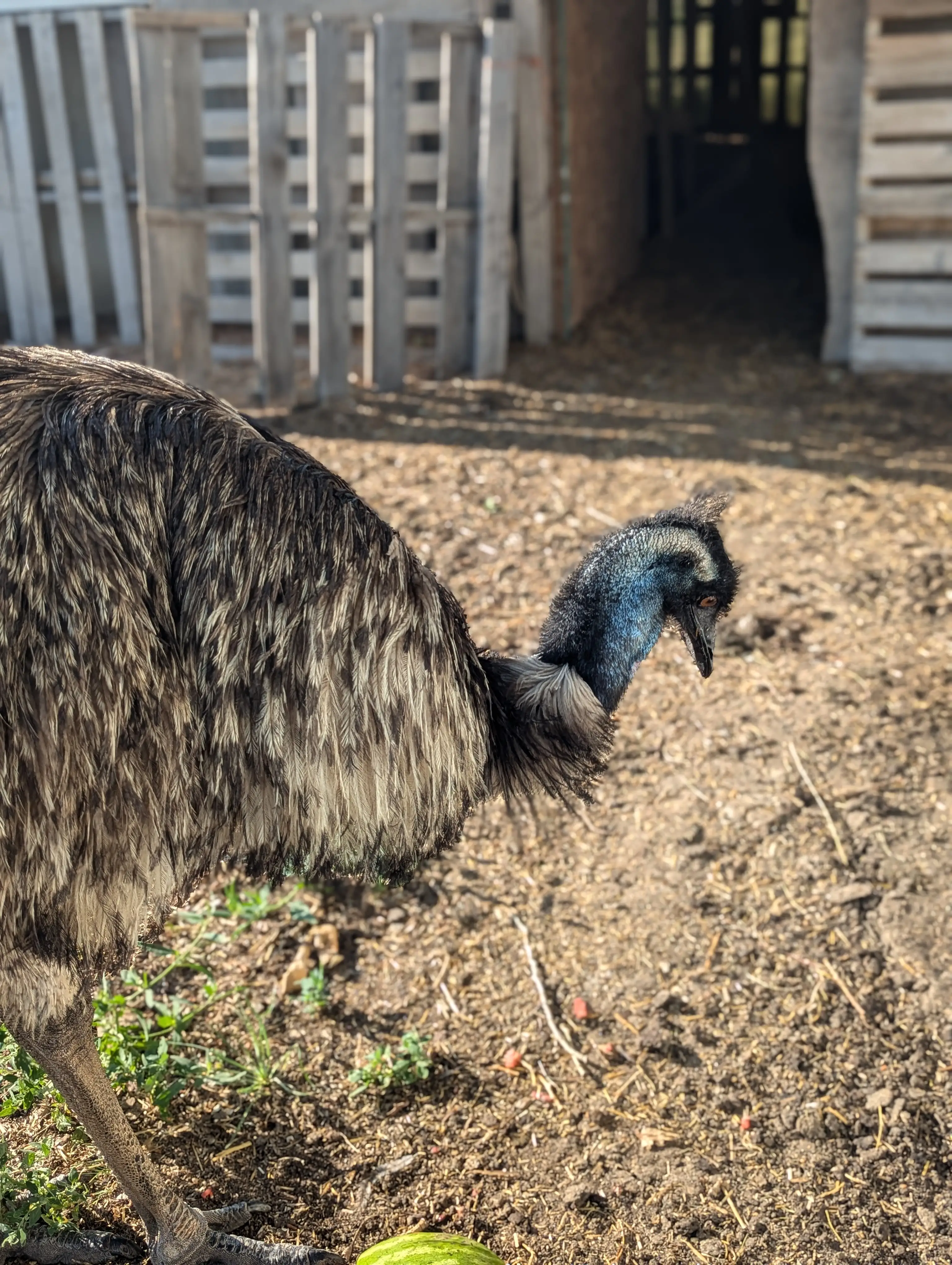 Emu