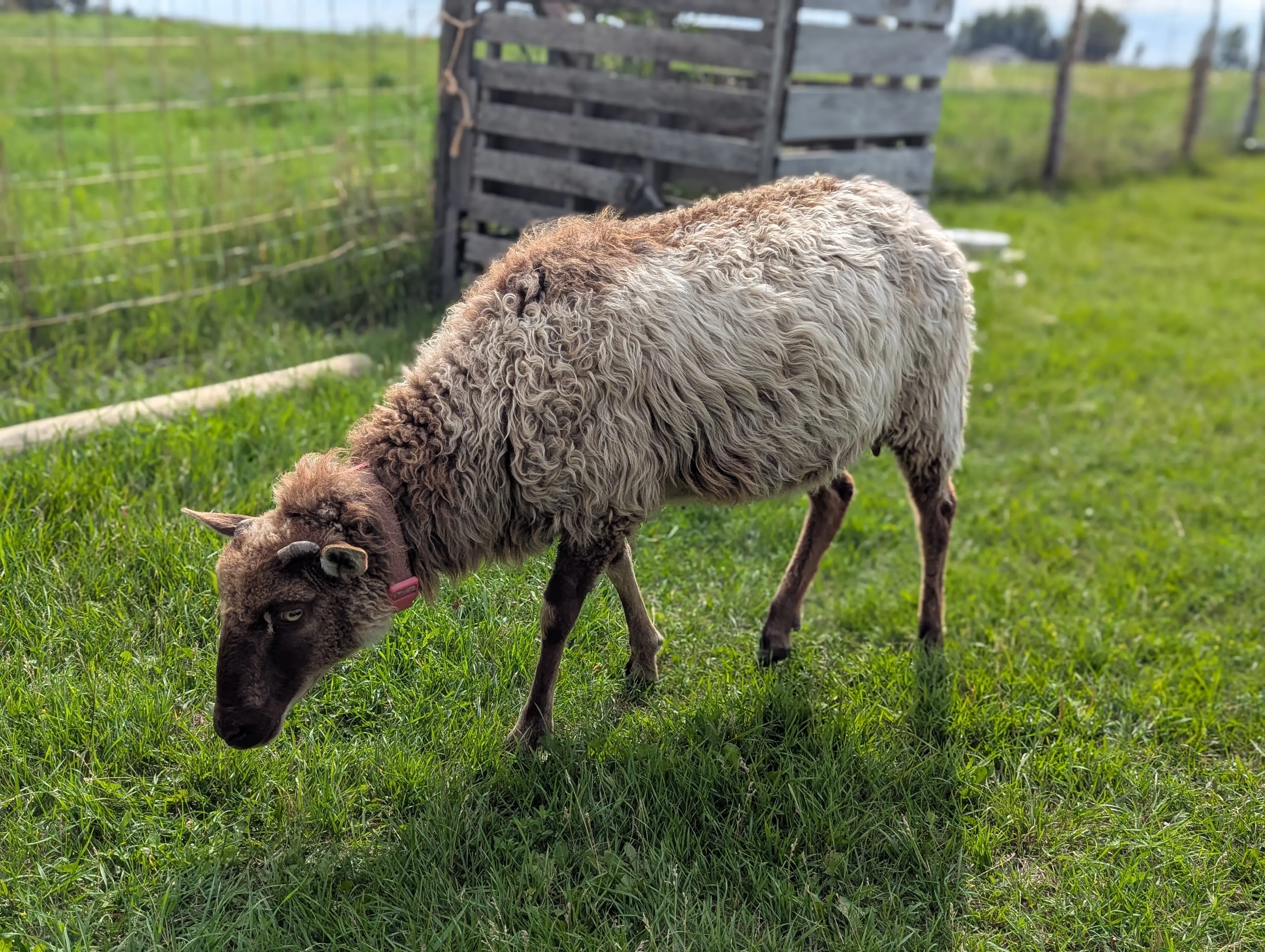 Icelandic Sheep