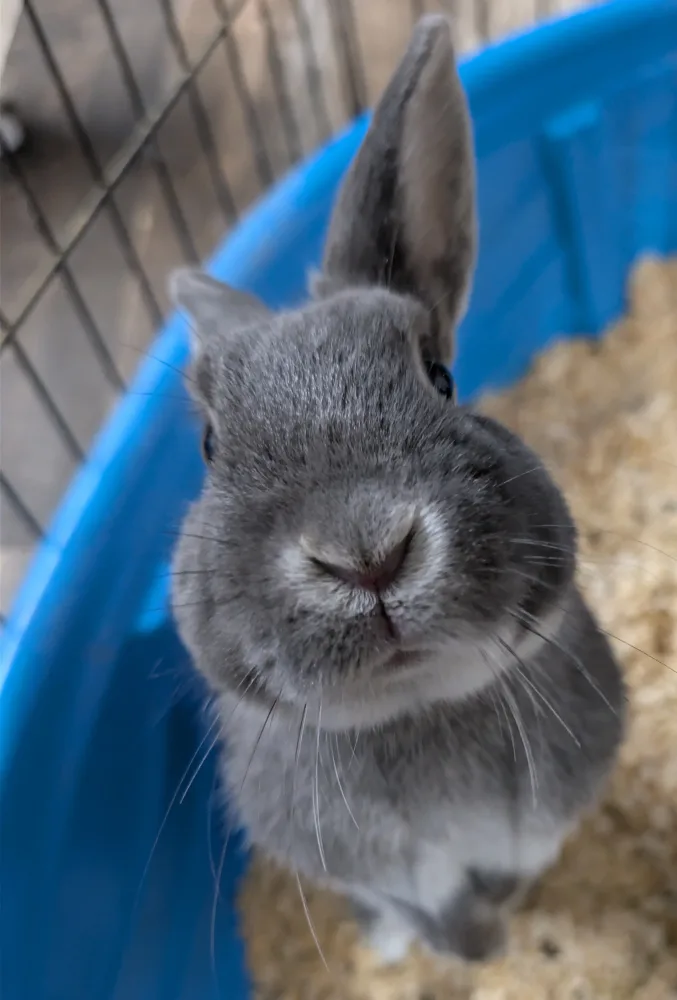 Domestic Rabbit