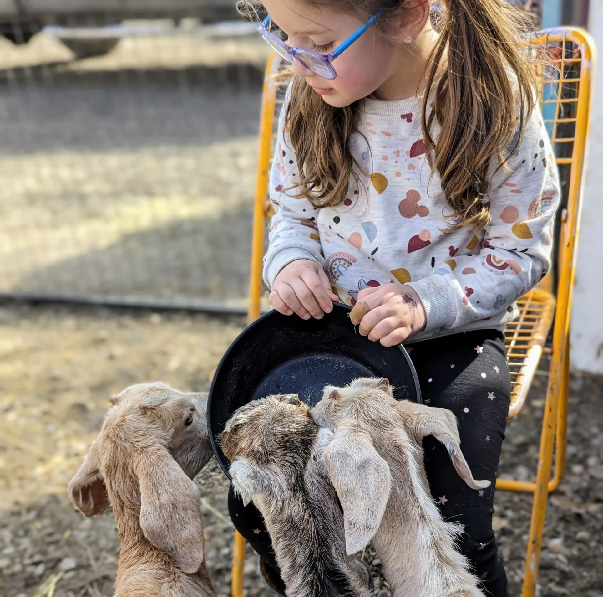 Goats and sheep at feeding time