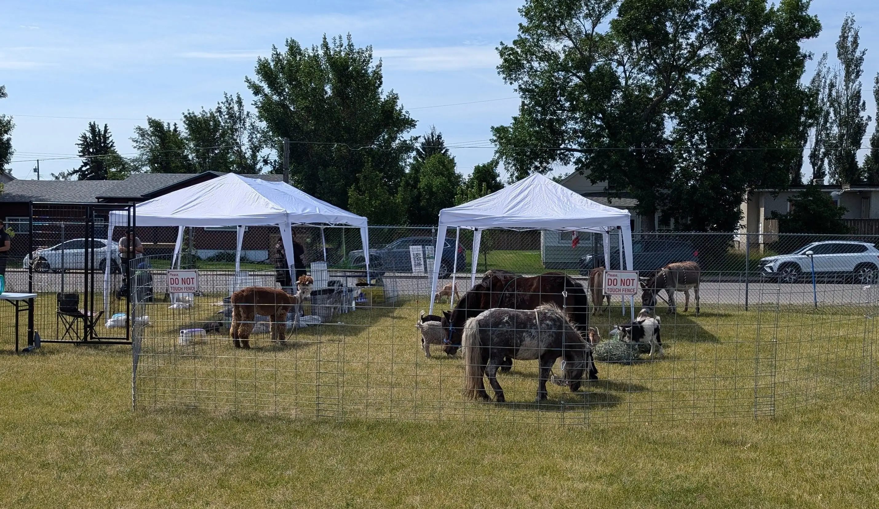 The mobile petting zoo set up at an outdoor event