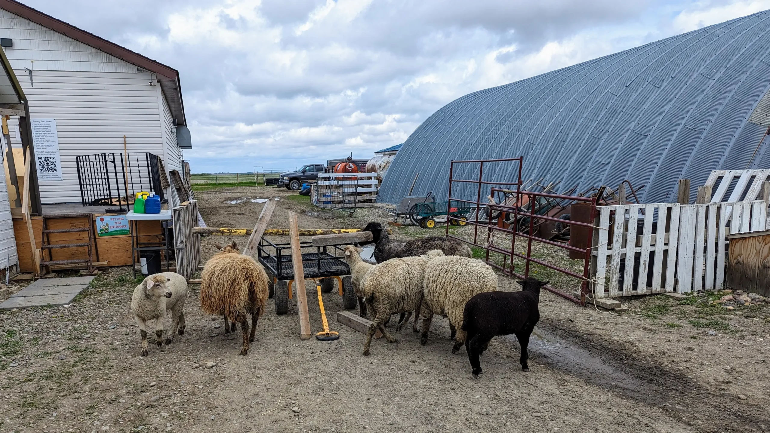 A row of farm animals at a mobile event