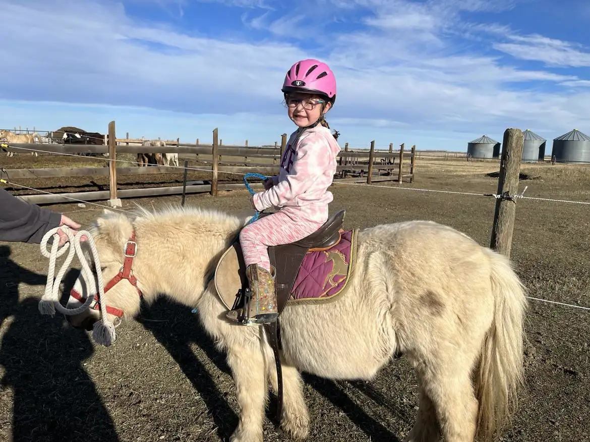 A guided pony ride with one of the Gentle Giants